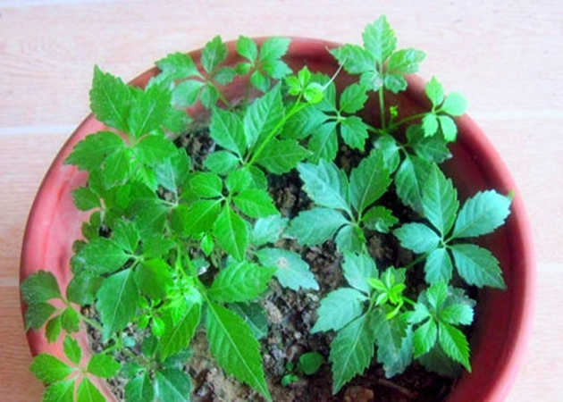 Gynostemma pentaphyllum - Jiaogulan Tea Seeds