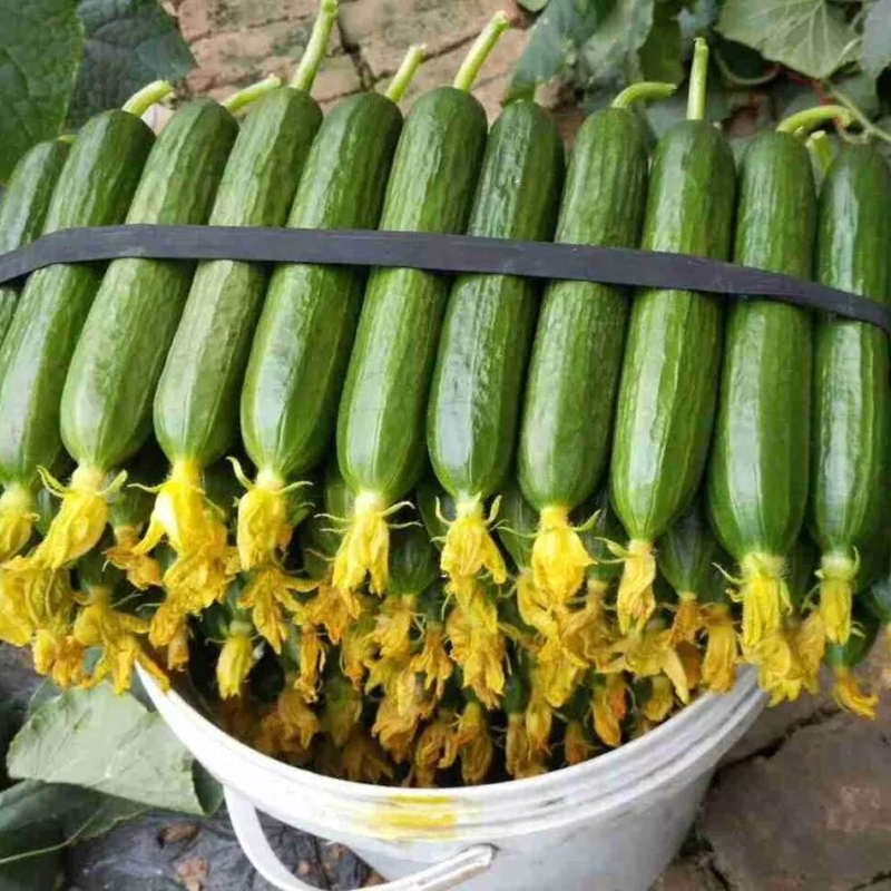 High Yield Hybrid F1 Fruit Cucumber Seeds for growing-Crisp sweet No.2