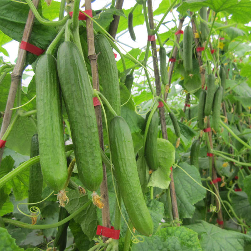 High Yield Hybrid F1 Fruit Cucumber Seeds for growing-Crisp sweet No.1