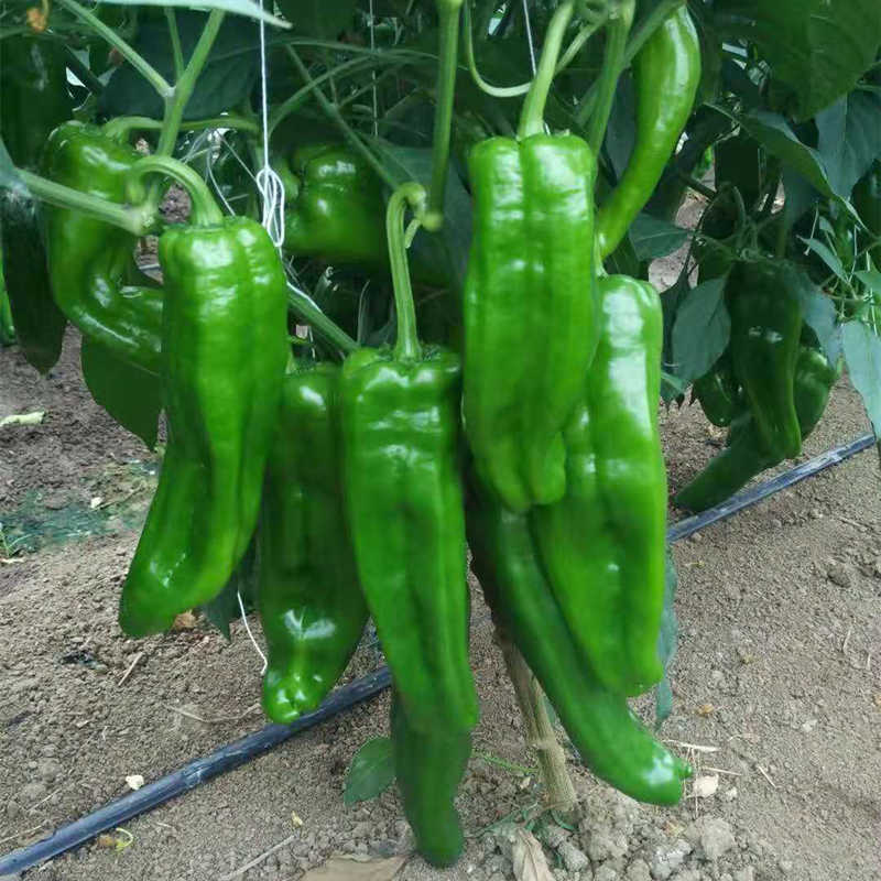 Hybrid F1 Hot Pepper Chilli Seeds For Growing-Fui No.4