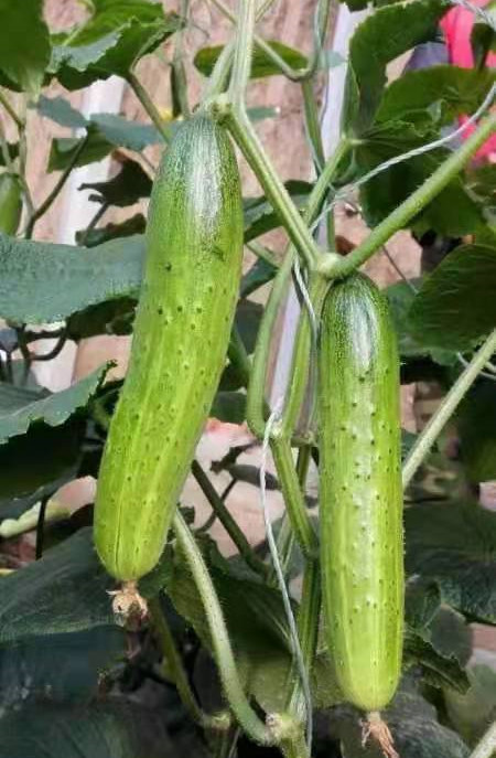 High Yield Hybrid F1 Crisp Sweet Chinese Fruit Cucumber Seeds for growing-Green Crisp No.2