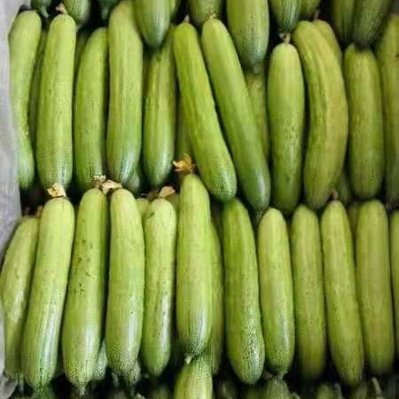 High Yield Hybrid F1 Crisp Sweet Chinese Fruit Cucumber Seeds for growing-Green Crisp No.2