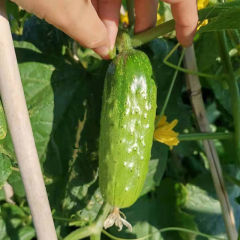 High Yield Hybrid F1 Crisp Sweet Fruit Cucumber Seeds for growing-Green Crisp No.1