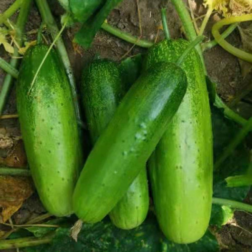 High Yield Hybrid F1 Crisp Sweet Fruit Cucumber Seeds for growing