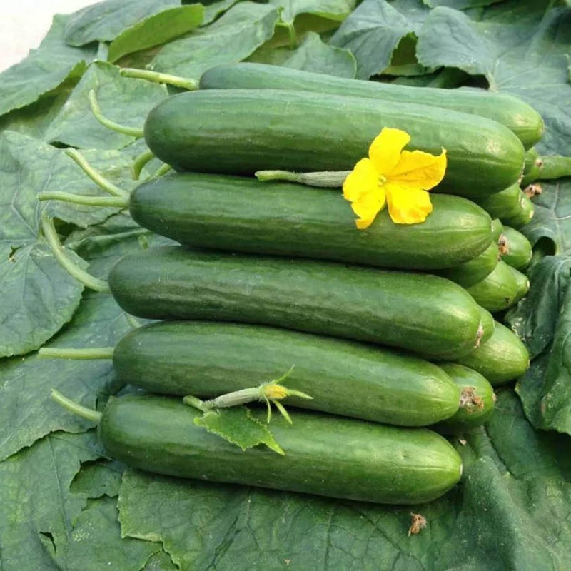 High Yield Hybrid F1 Fruit Cucumber Seeds for growing,Vegetable Seeds