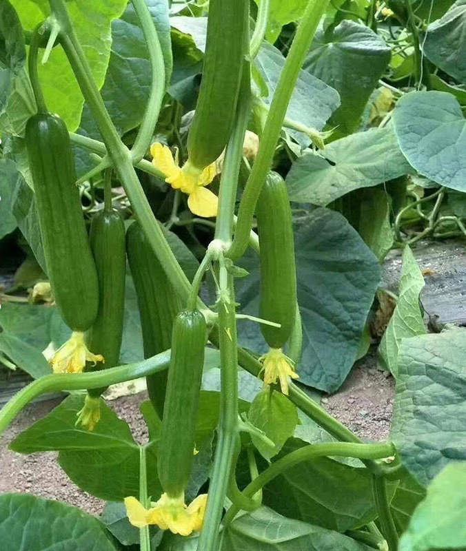 High Yield Hybrid F1 Fruit Cucumber Seeds for growing-Crisp sweet No.2