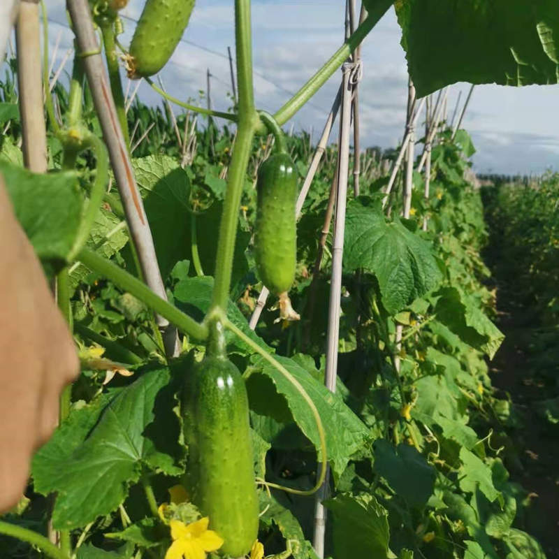 High Yield Hybrid F1 Crisp Sweet Fruit Cucumber Seeds for growing