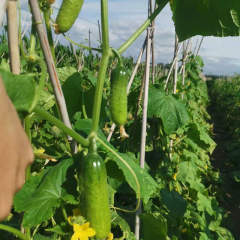 High Yield Hybrid F1 Crisp Sweet Fruit Cucumber Seeds for growing-Green Crisp No.1