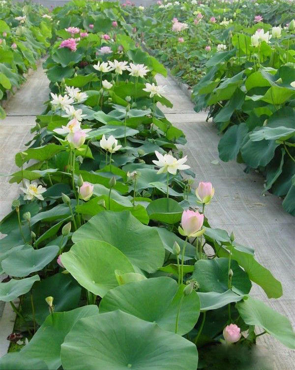 Lotus Flower seeds For Sale