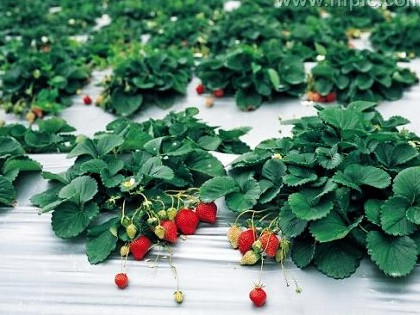 Red Strawberry Seeds