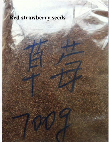 Red Strawberry Seeds