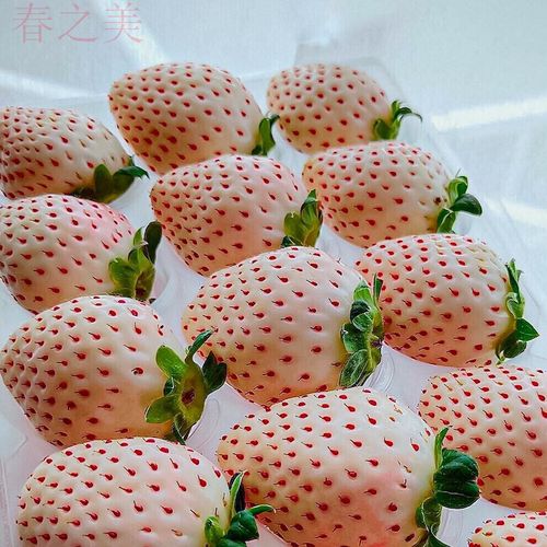 Chinese Red Strawberry Seeds For Sale