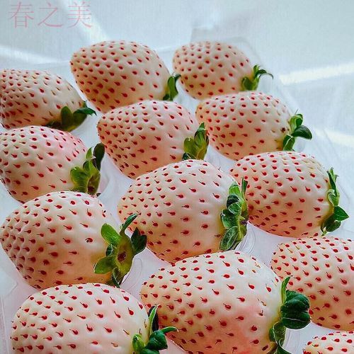 White Strawberry Seeds