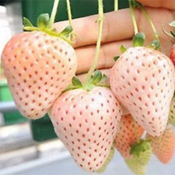 White Strawberry Seeds