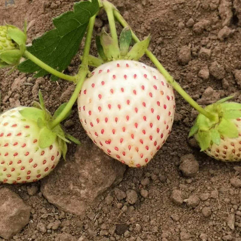 White Strawberry Seeds