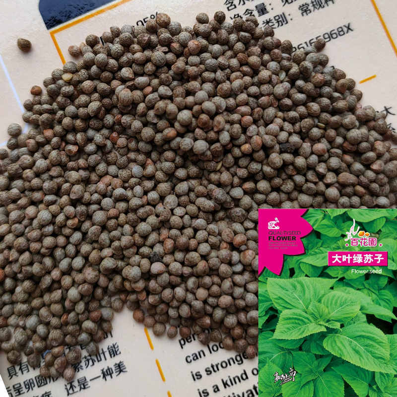 Green Perilla Seeds