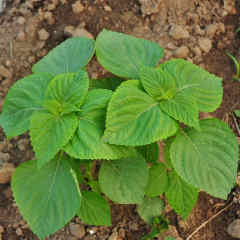 Green Perilla Seeds