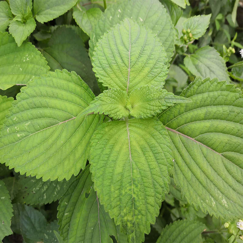 Green Perilla Seeds