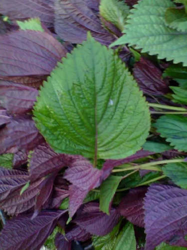 Purple And Green Perilla Seeds