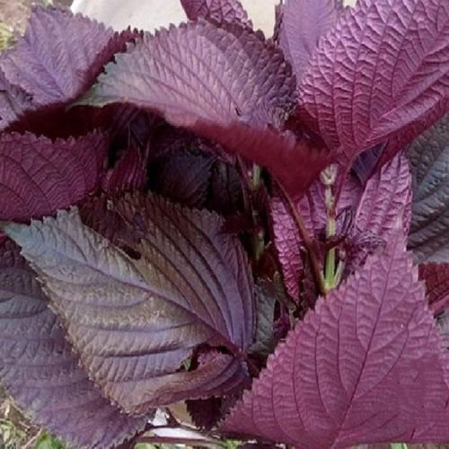 Purple Perilla Seeds