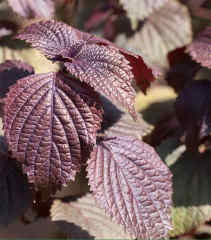 Purple Perilla Seeds