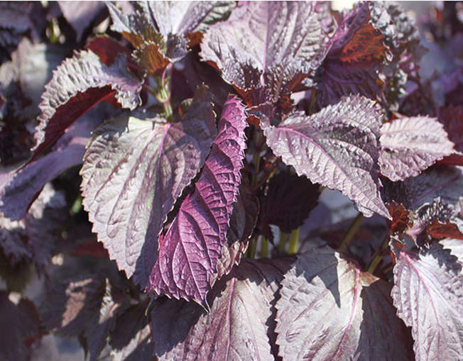 Purple Perilla Seeds