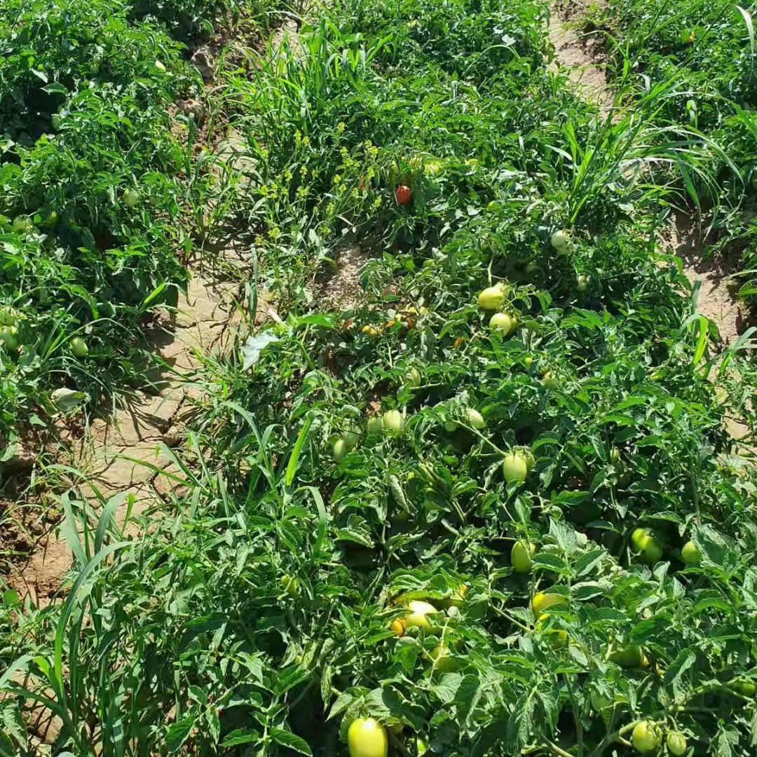 Good Quality Hybrid F1 Red Oval Determinate Tomato Seeds for Growing