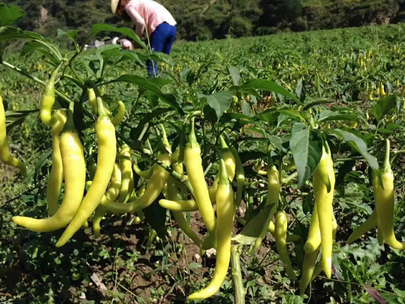 Hot Sale High Yield Hybrid F1 White Hot Peppers Chili Pepper Seeds for Growing-White Jade No.3