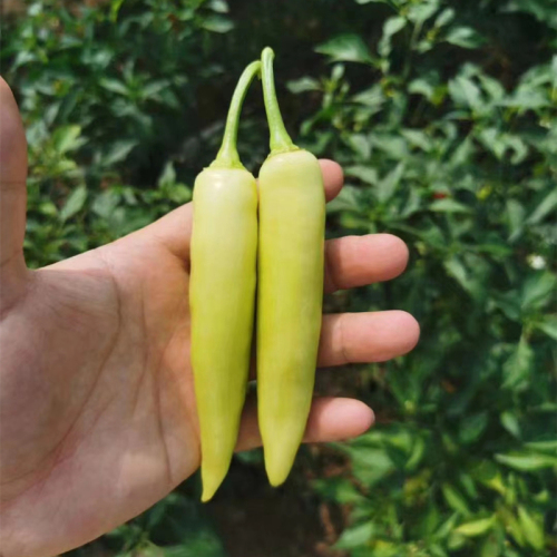 Hot Sale High Yield Hybrid F1 White Hot Peppers Chili Pepper Seeds for Growing-White Jade No.3