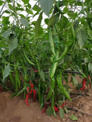 Hot Sale High Yield Hybrid F1 Green Long Peppers Chili Pepper Seeds for Growing-Green Dragon