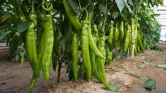 Hot Sale High Yield Hybrid F1 Green Long Peppers Chili Pepper Seeds for Growing-Green Dragon