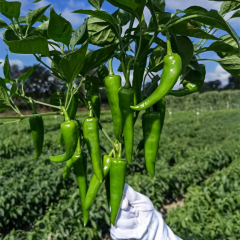 High Quality High Yield Hybrid F1 Hot Peppers Chili Pepper Seeds for Growing-Fortune No.6