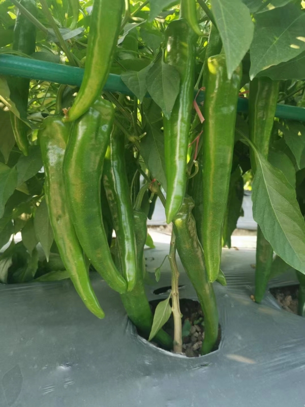 Hot Sale High Yield Hybrid F1 Green Long Peppers Chili Pepper Seeds for Growing-Green Dragon No. 2