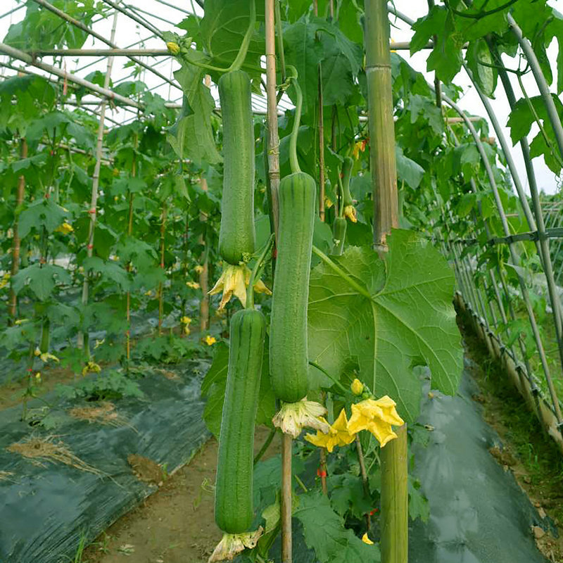 Hybrid F1 High Qualily Long Luffa Seeds Loofah Seeds for Growing-Excellent
