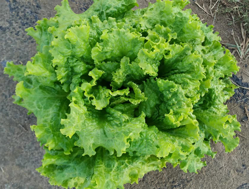 High Quality Green Lettuce Seeds for Planting-American Fast Growing