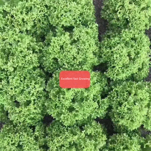 High Quality Green Lettuce Seeds for PlantingExcellent Fast Growing