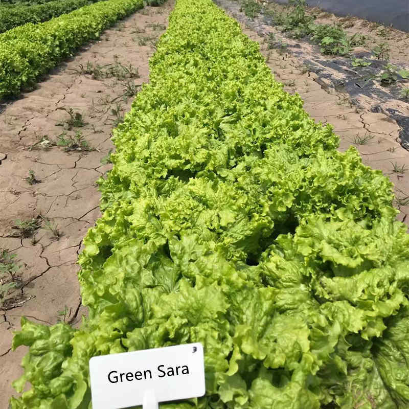 High Quality Green Lettuce Seeds for Growing-Green Sara