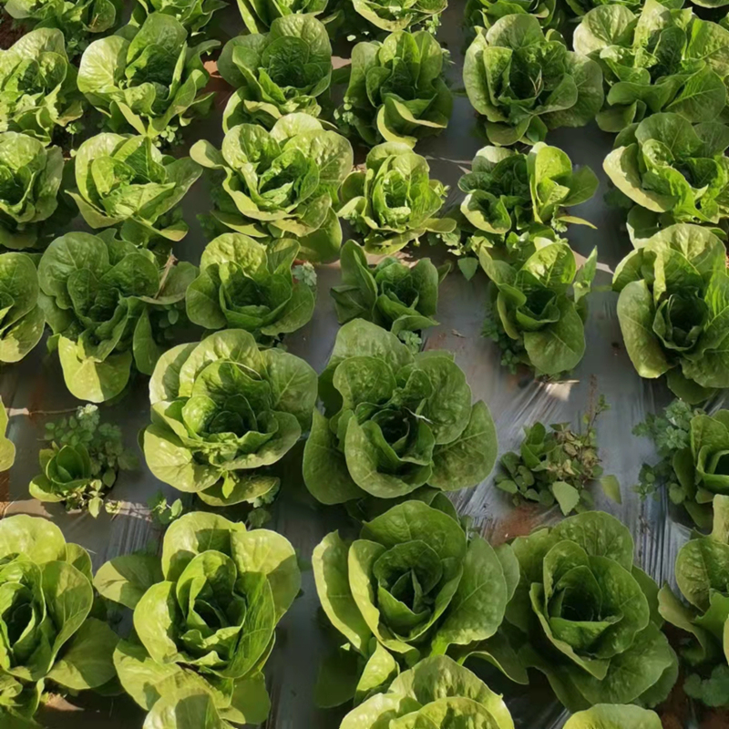 High Quality Crisp Green Leaf Romaine Lettuce Seeds for Growing-Green Romanli