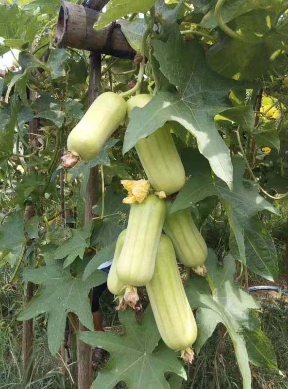 Hybrid F1 High Qualily White Luffa Seeds Loofah Seeds for Growing-Fragrant White No. 1