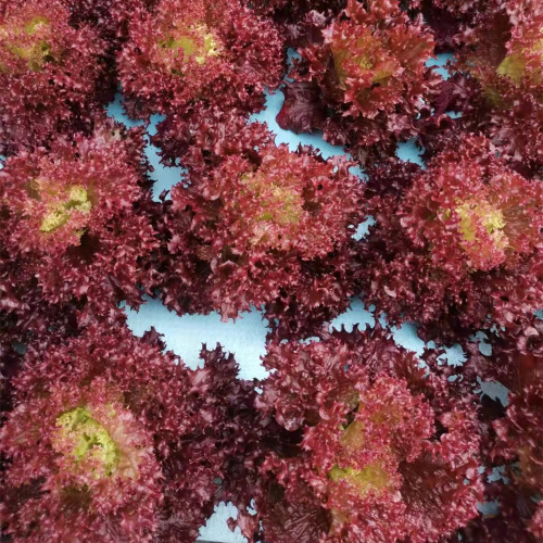 High Quality Purple Lettuce Seeds for Planting-Purple Fast Growing