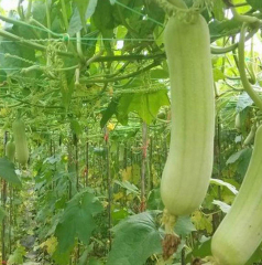 Hybrid F1 High Qualily White Luffa Seeds Loofah Seeds for Growing-Fragrant White No. 1