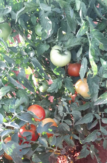 High Quality Hybrid F1 Red Round Determinate Tomato Seeds for Growing-Honor Lord No.7