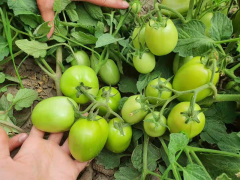 Good Quality Hybrid F1 Red Oval Determinate Tomato Seeds for Growing-INT28