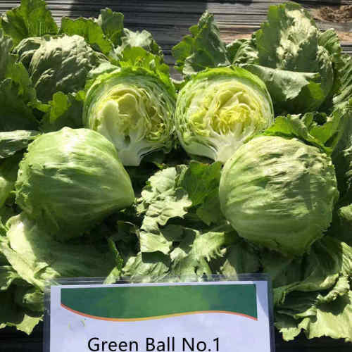 High Quality Green Iceberg Lettuce Seeds for Planting-Green Ball No. 1