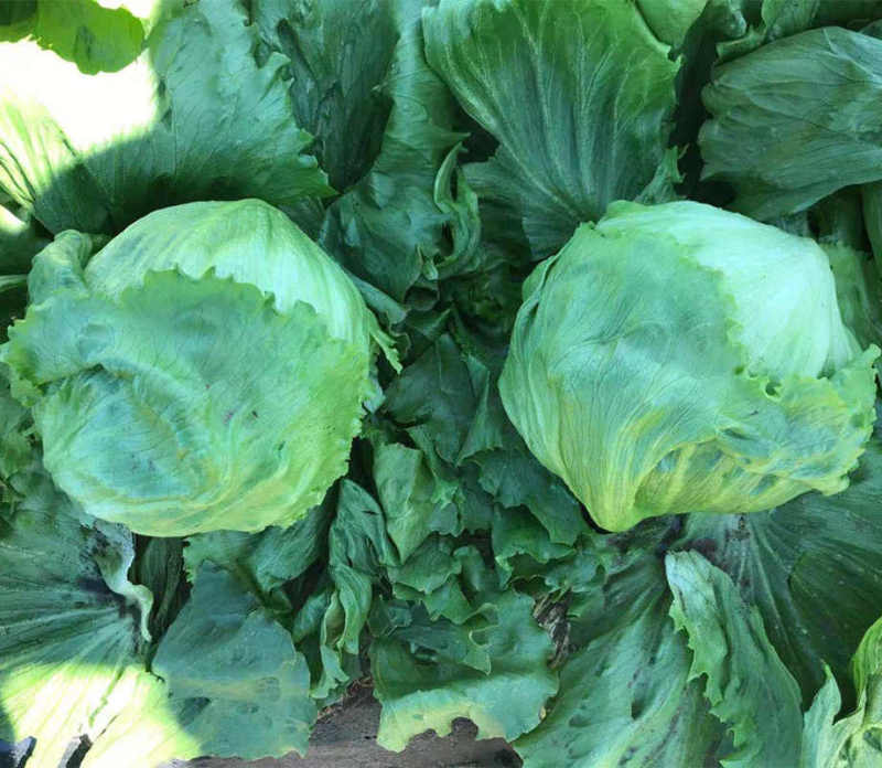 High Quality Green Iceberg Lettuce Seeds for Planting-Green Ball No. 1