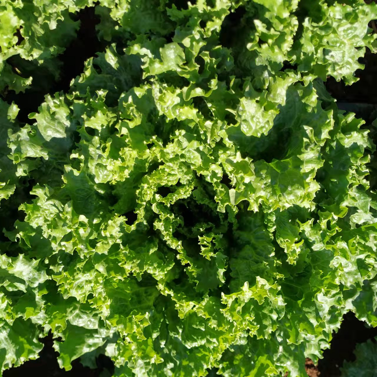High Quality Green Lettuce Seeds for Planting-American Fast Growing