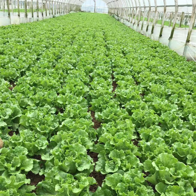 High Quality Green Lettuce Seeds for Growing-Excellent Italy