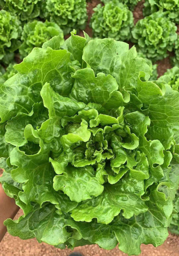 High Quality Green Lettuce Seeds for Growing-Excellent Italy