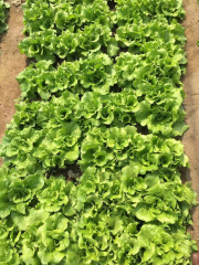 High Quality Green Lettuce Seeds for Growing-Excellent Italy