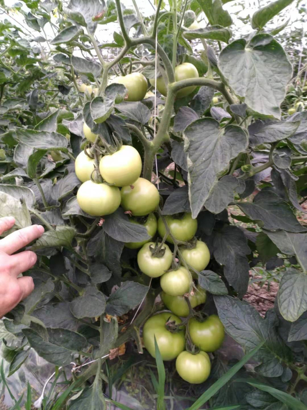 High Quality Hybrid F1 Red Round Determinate Tomato Seeds for Growing-Honor Lord No.7
